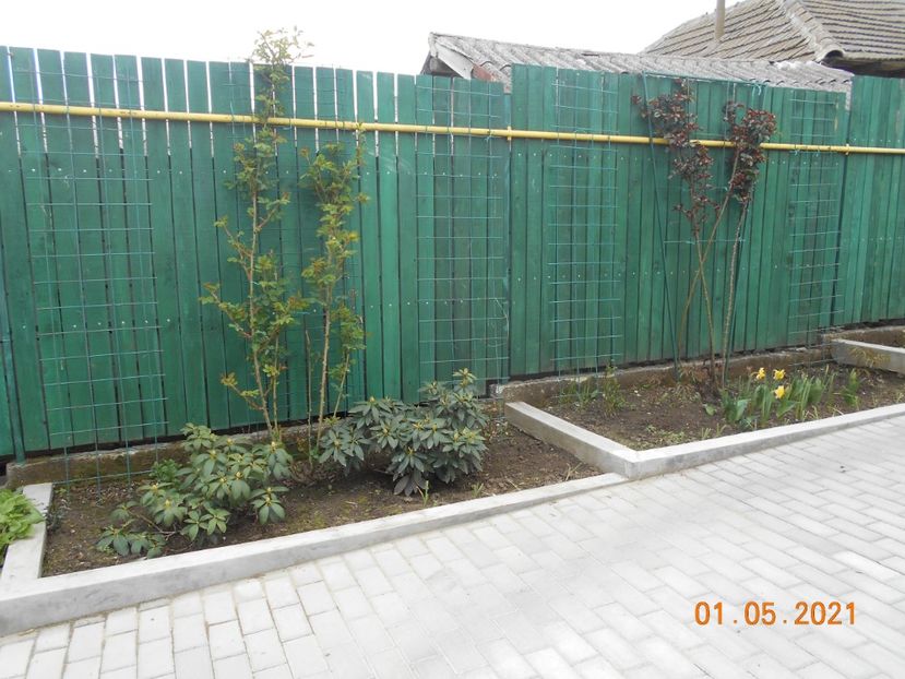  - 02 Azalee-rhododendroni-heleborusi-hortensii-hoste 2021