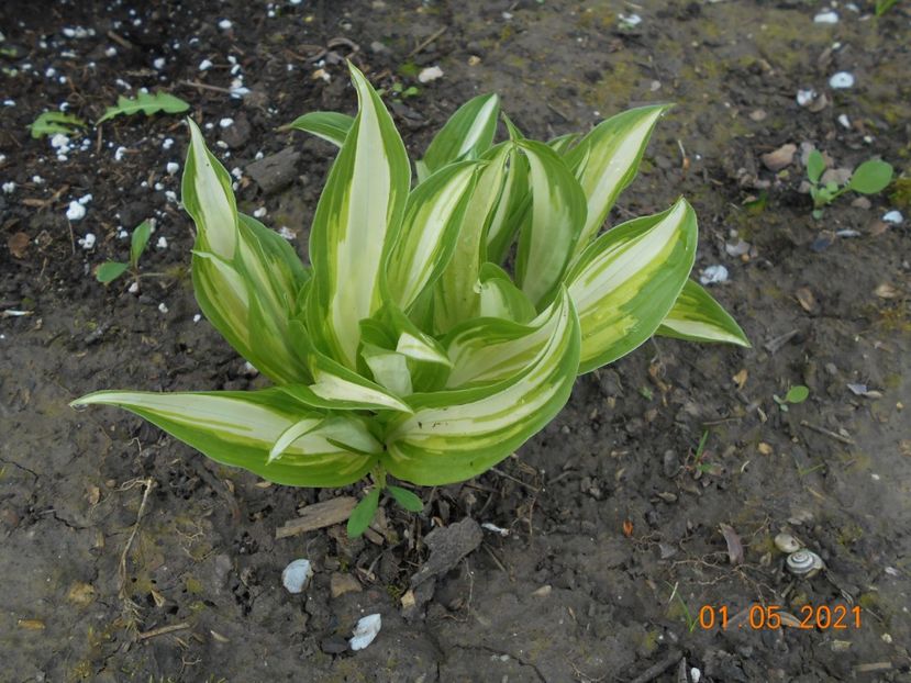  - 02 Azalee-rhododendroni-heleborusi-hortensii-hoste 2021