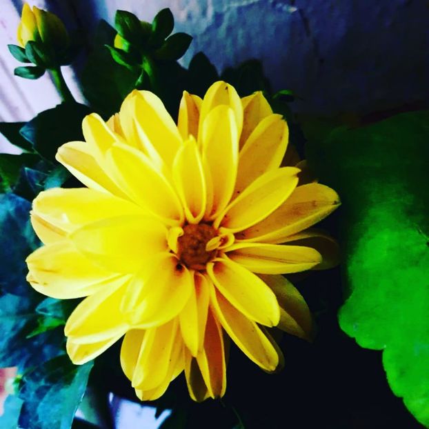  - Fotografii