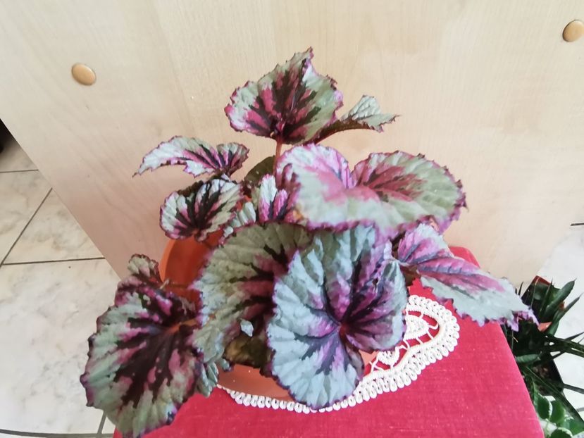  - Begonii decorative prin frunze