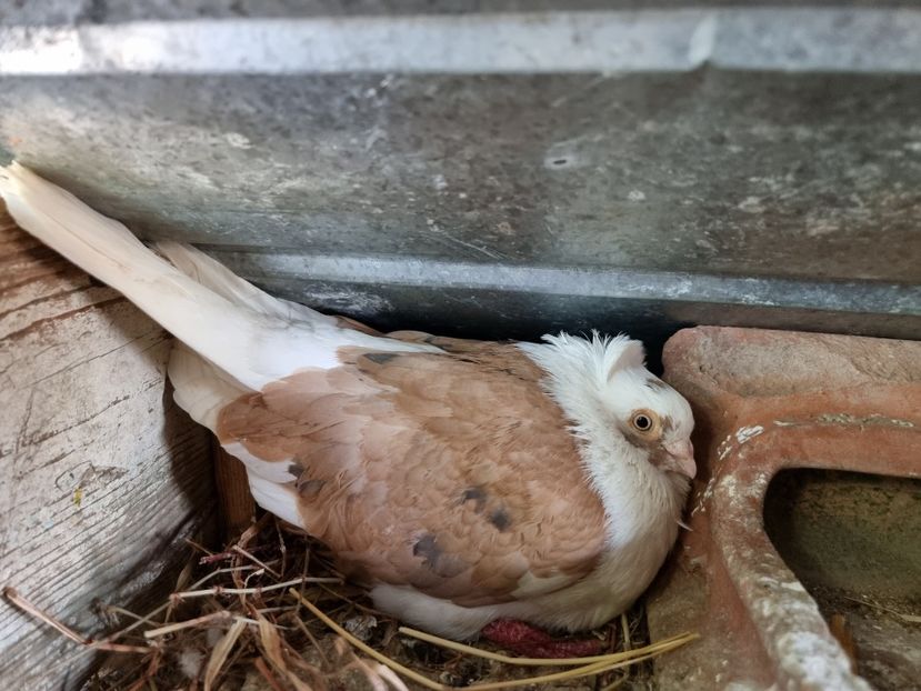  - 5-Jucatori de Amara