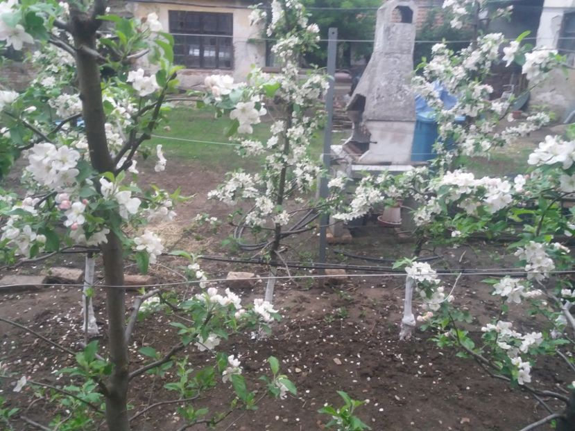  - Pomi infloriti 2021