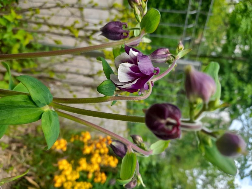  - Aquilegia