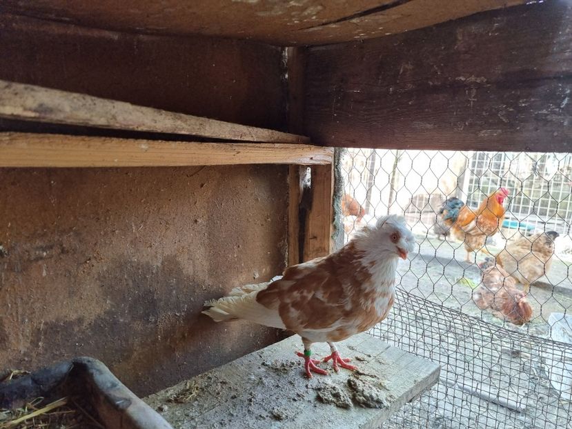  - 8-Jucatorii de Ardeal vechi