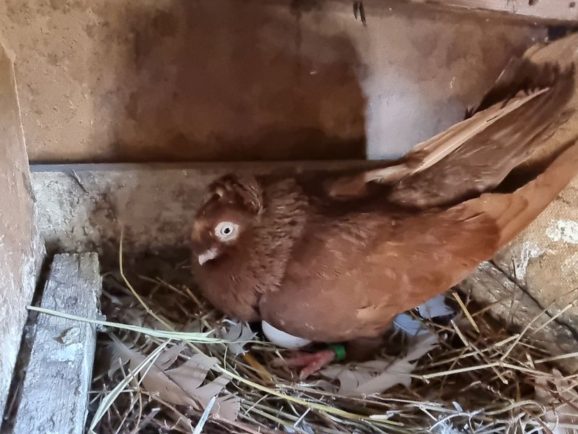  - 8-Jucatorii de Ardeal vechi