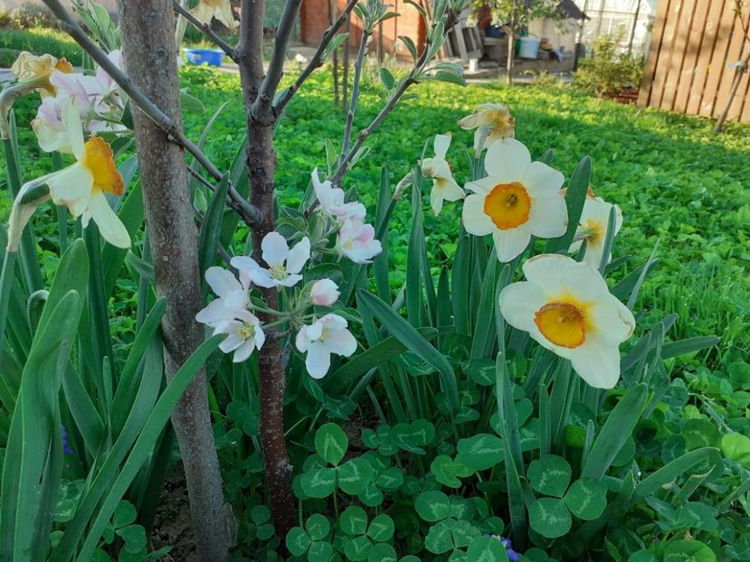  - Gradina 2021