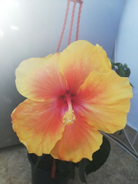  - Hibiscus No Id 1