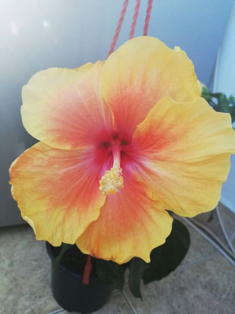  - Hibiscus No Id 1