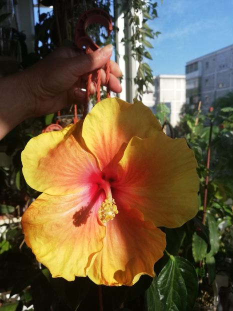  - Hibiscus No Id 1