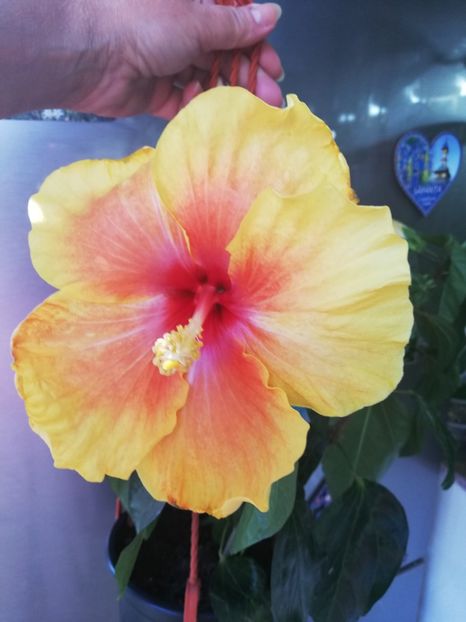  - Hibiscus No Id 1