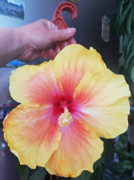  - Hibiscus No Id 1