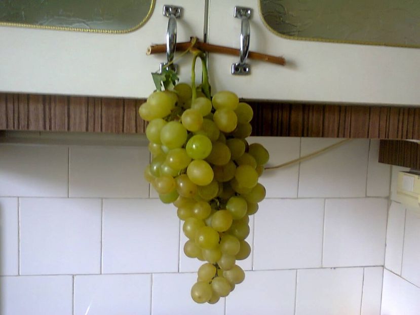 Fotografie5394 - 2021 Apartamentul bunicilor si locutorii ei Luna aprilie