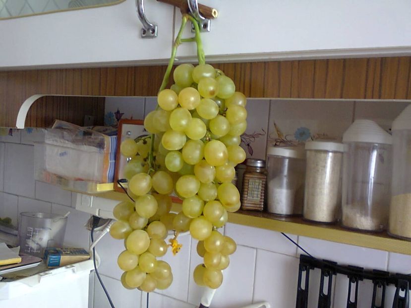 Fotografie5396 - 2021 Apartamentul bunicilor si locutorii ei Luna aprilie