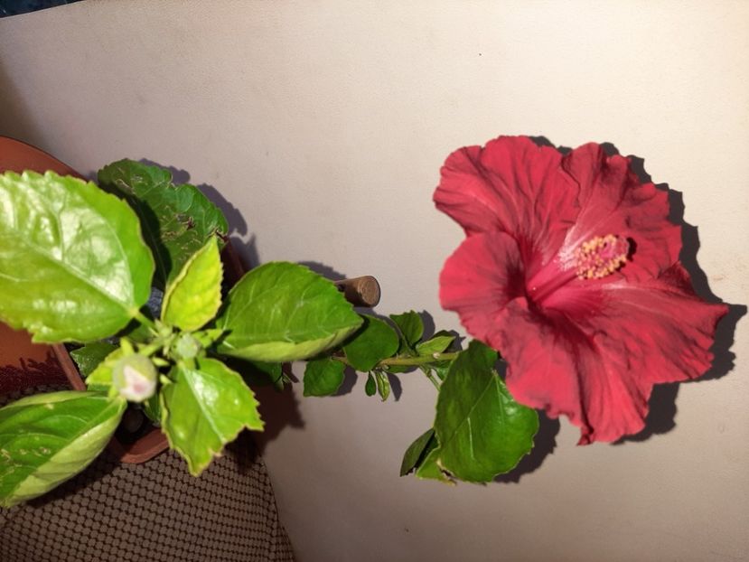  - Florile mele în mai 2021