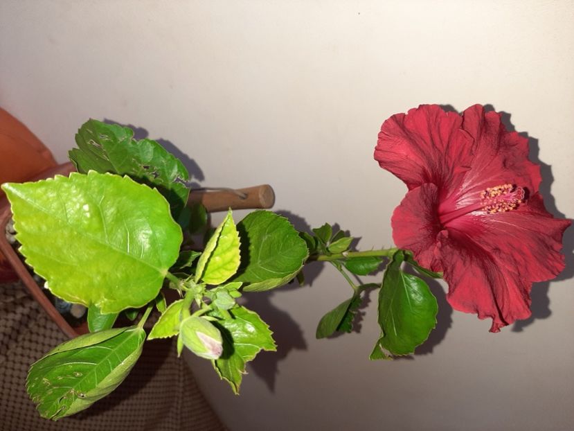  - Florile mele în mai 2021