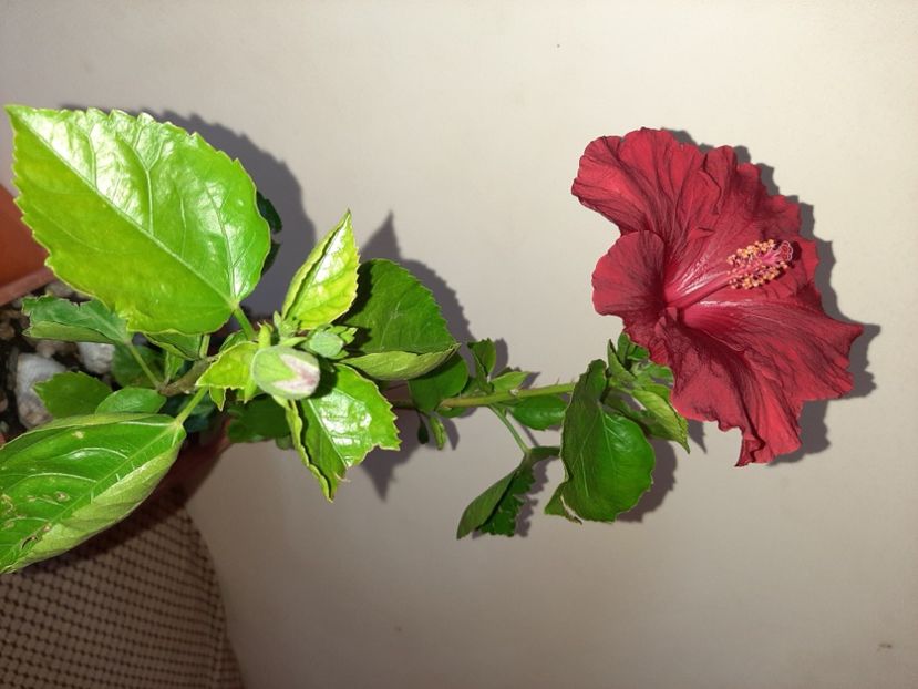  - Florile mele în mai 2021