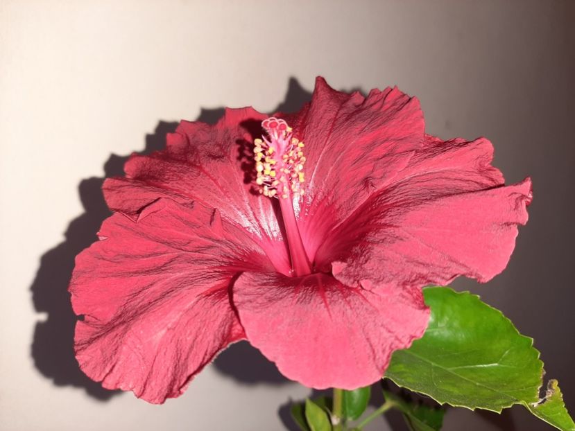  - Florile mele în mai 2021