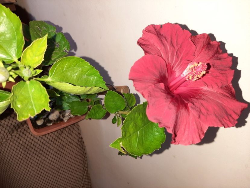  - Florile mele în mai 2021