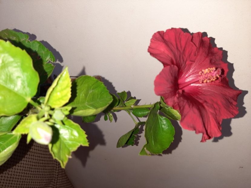  - Florile mele în mai 2021