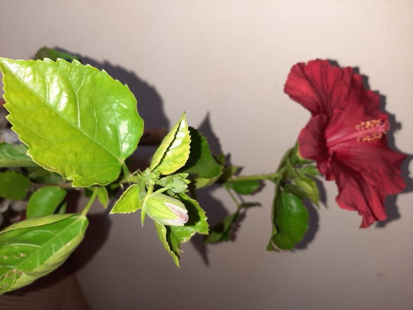  - Florile mele în mai 2021