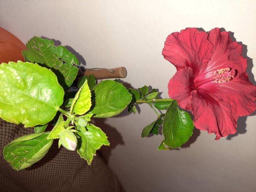  - Florile mele în mai 2021