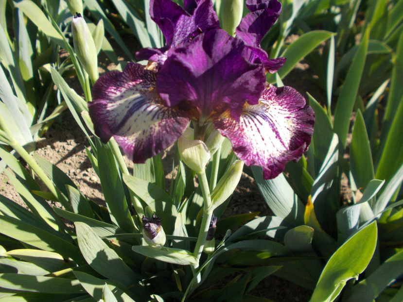 T-z-r10,4-spiked-10 - IRISI INALTI SI MEDII DISPONIBILI IN-2023 capitol 1