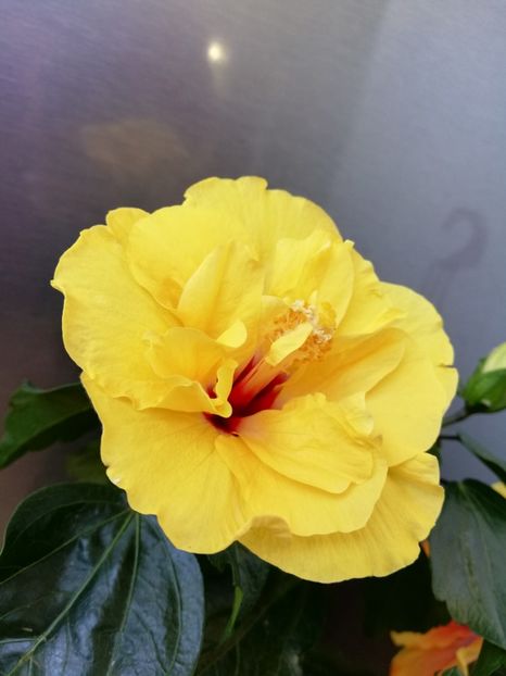  - Hibiscus No Id 3