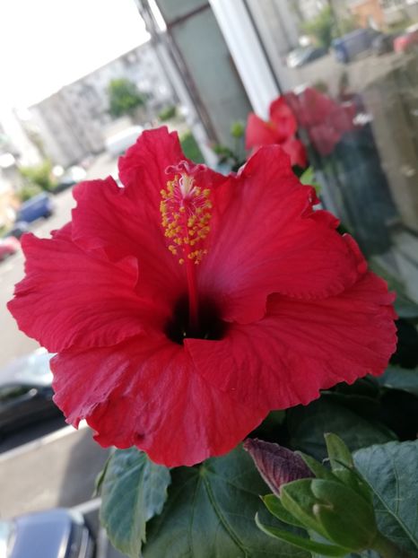  - Hibiscus No Id 4