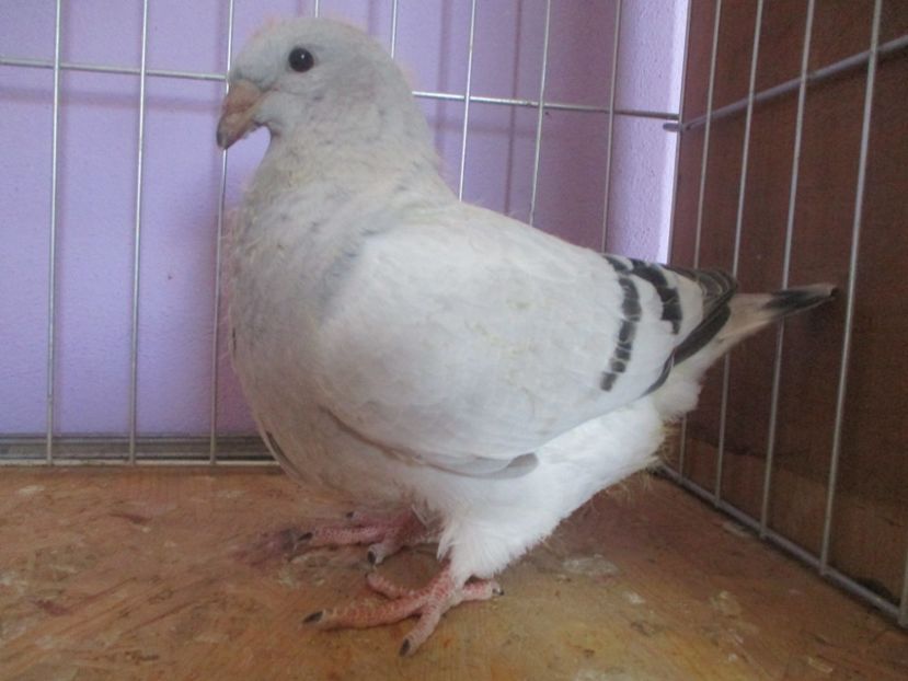 01005-21 - Tineret 2021