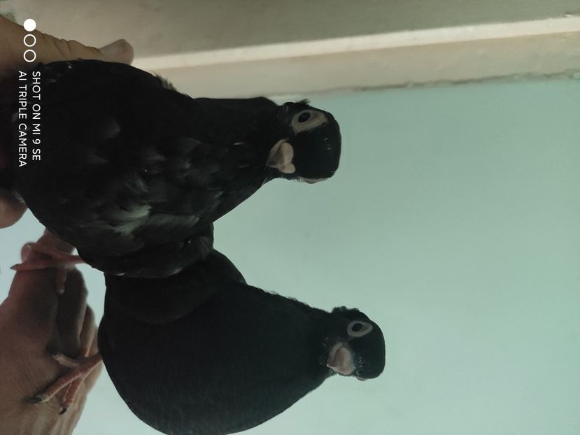  - porumbei de vanzare