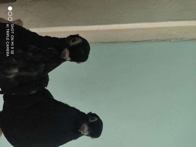  - porumbei de vanzare