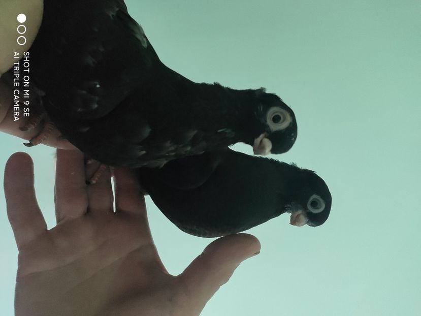  - porumbei de vanzare