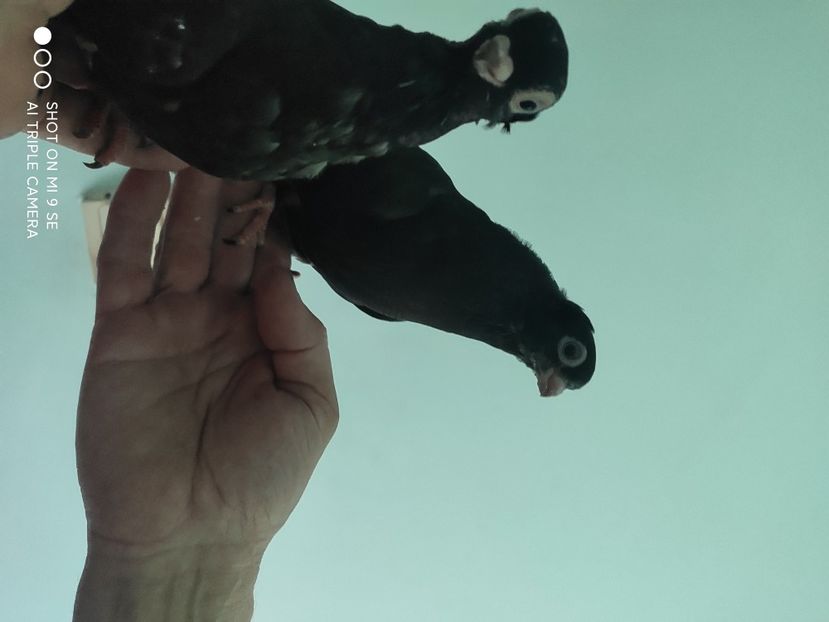  - porumbei de vanzare