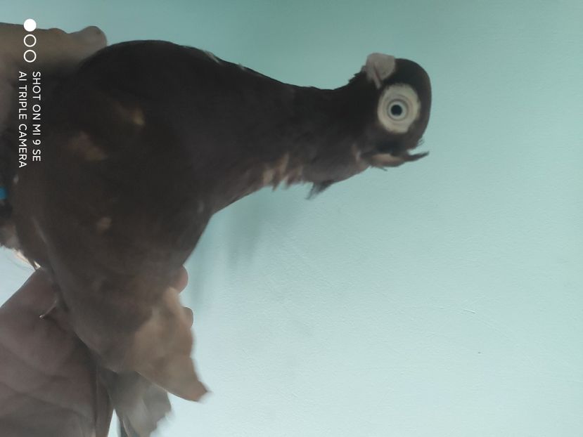  - porumbei de vanzare