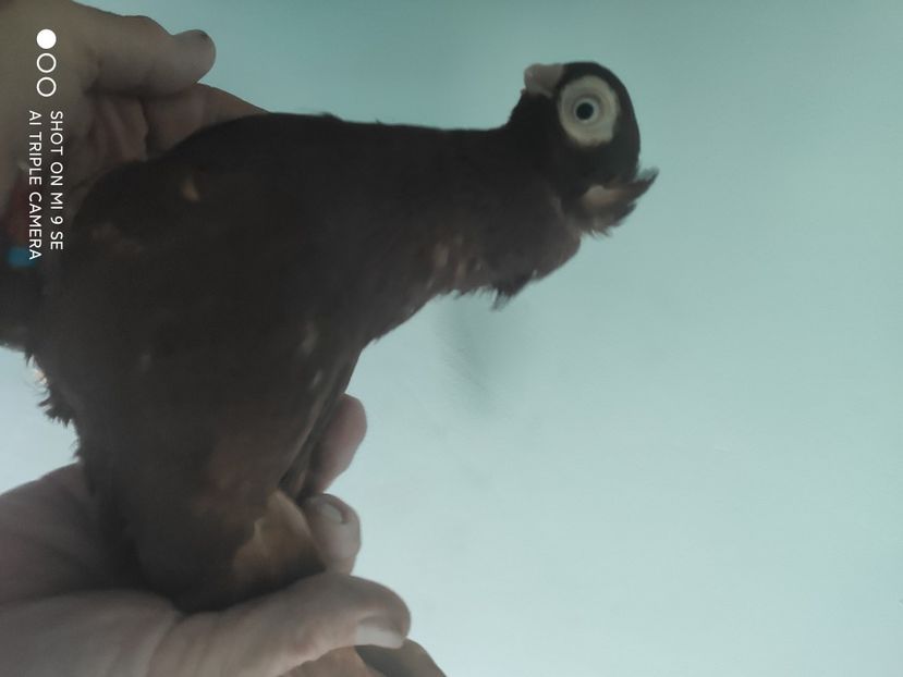  - porumbei de vanzare