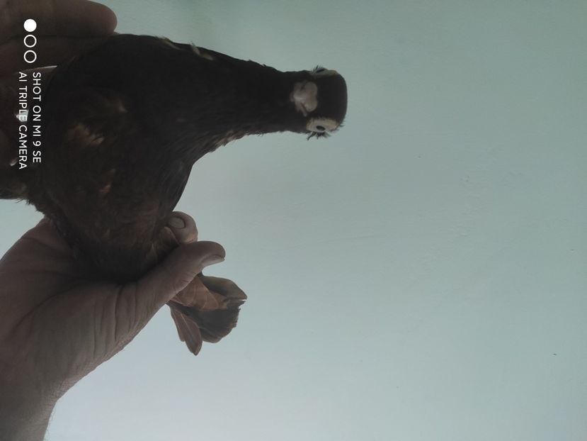  - porumbei de vanzare