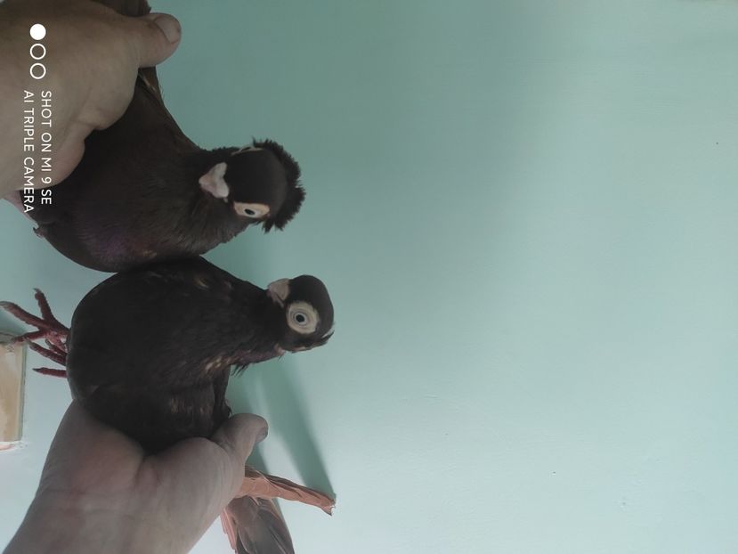  - porumbei de vanzare