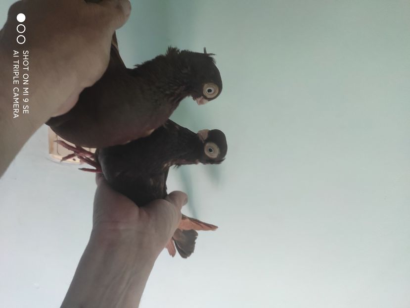  - porumbei de vanzare