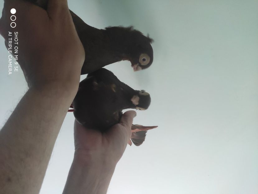  - porumbei de vanzare