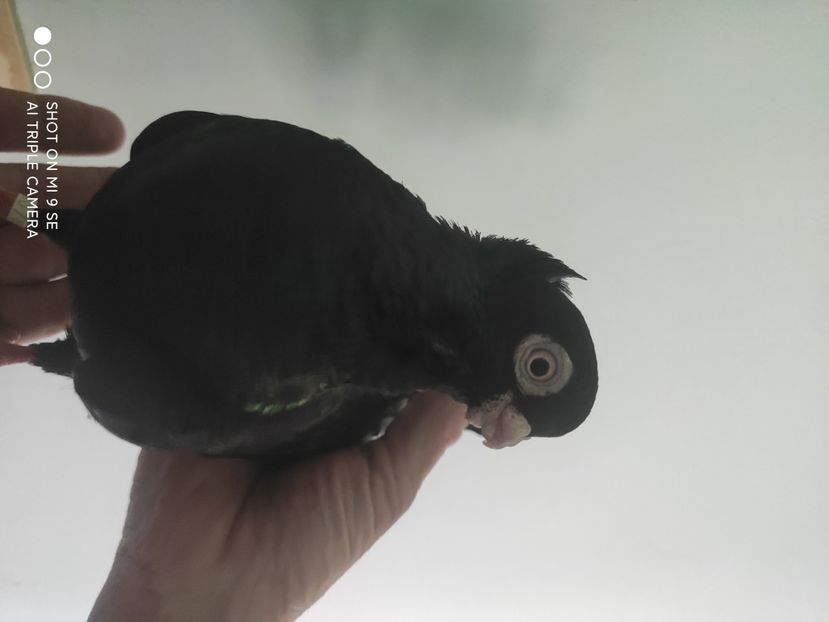  - porumbei de vanzare