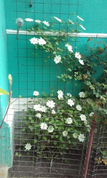 03 05 2021 - Guernsey Cream