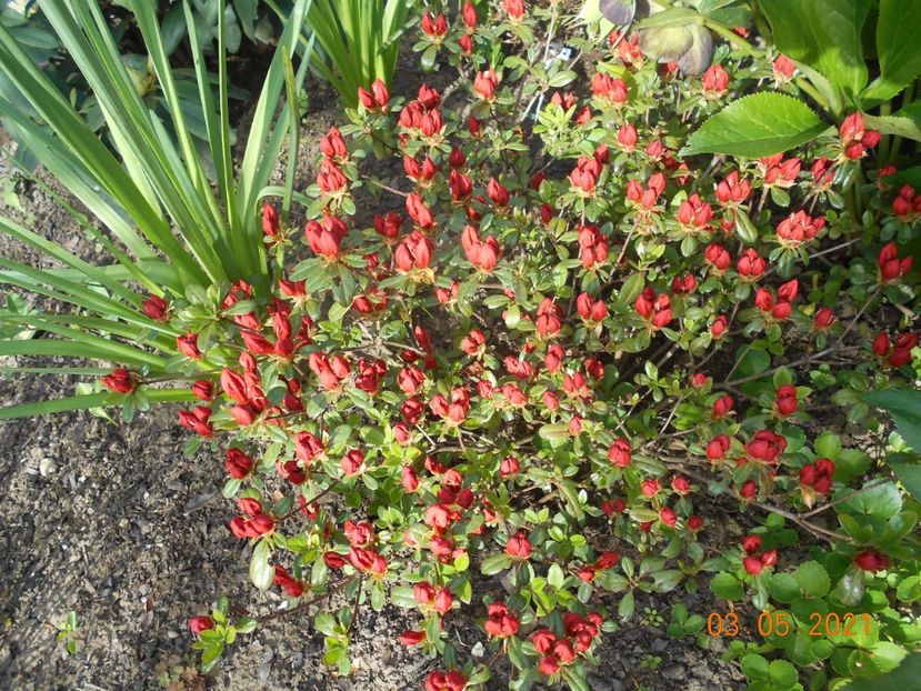  - 02 Azalee-rhododendroni-heleborusi-hortensii-hoste 2021