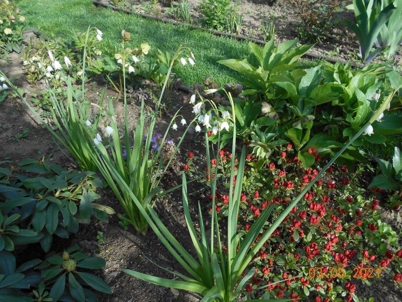  - 02 Azalee-rhododendroni-heleborusi-hortensii-hoste 2021