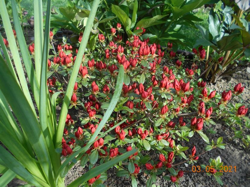  - 02 Azalee-rhododendroni-heleborusi-hortensii-hoste 2021