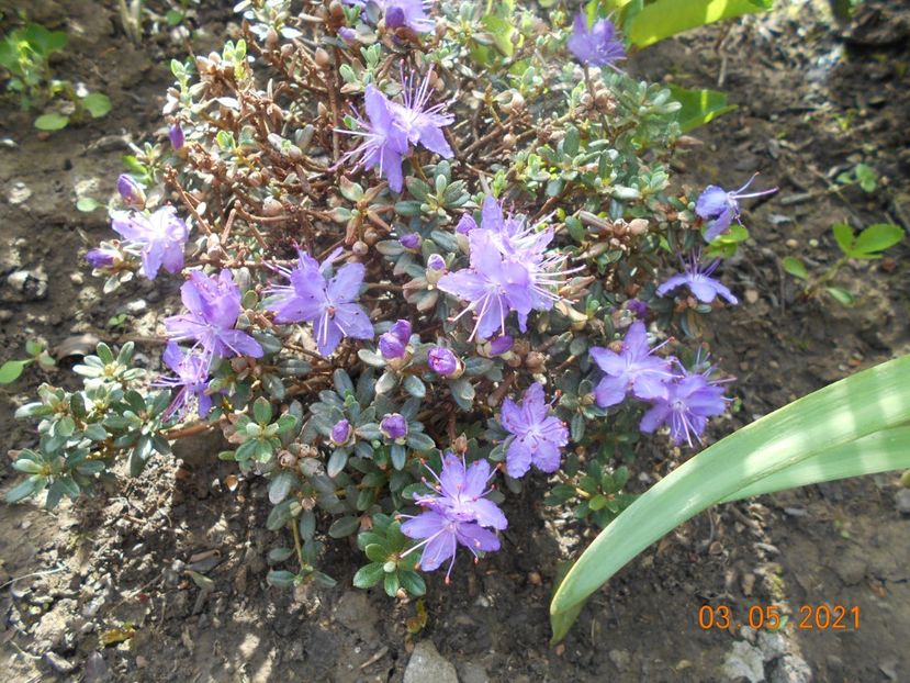  - 02 Azalee-rhododendroni-heleborusi-hortensii-hoste 2021