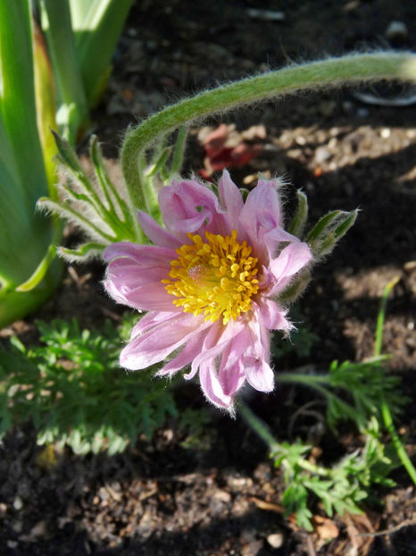  - 2021 - 01 - Primavara