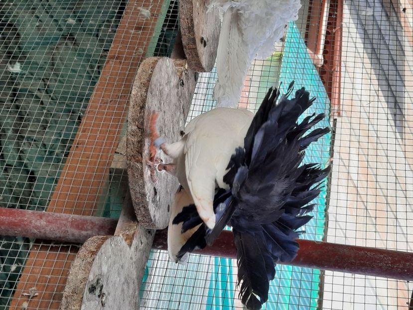  - Voltati albi cu coada neagra și rosie