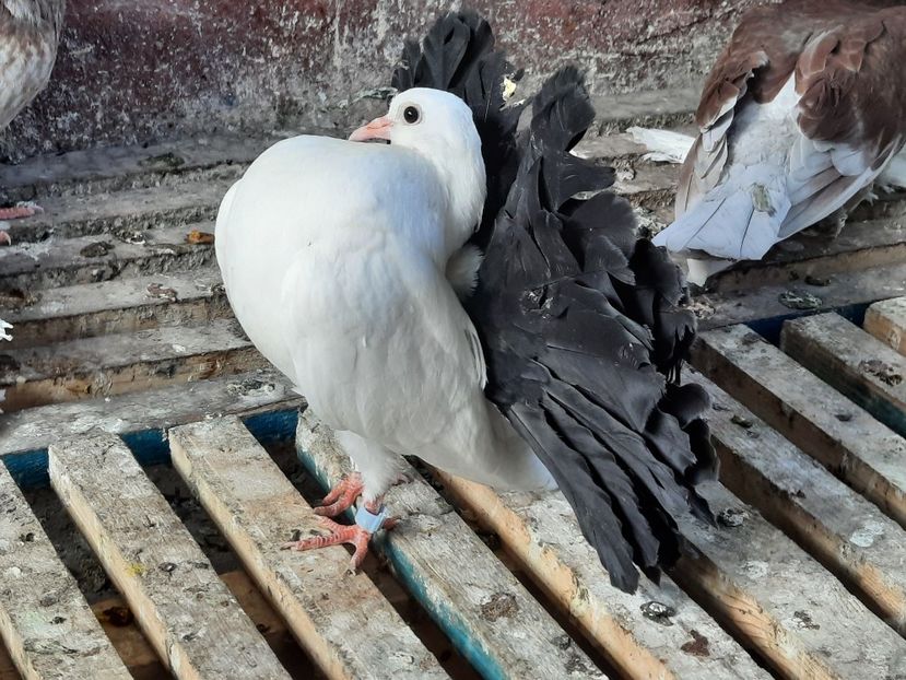  - Voltati albi cu coada neagra și rosie