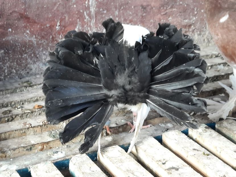  - Voltati albi cu coada neagra și rosie