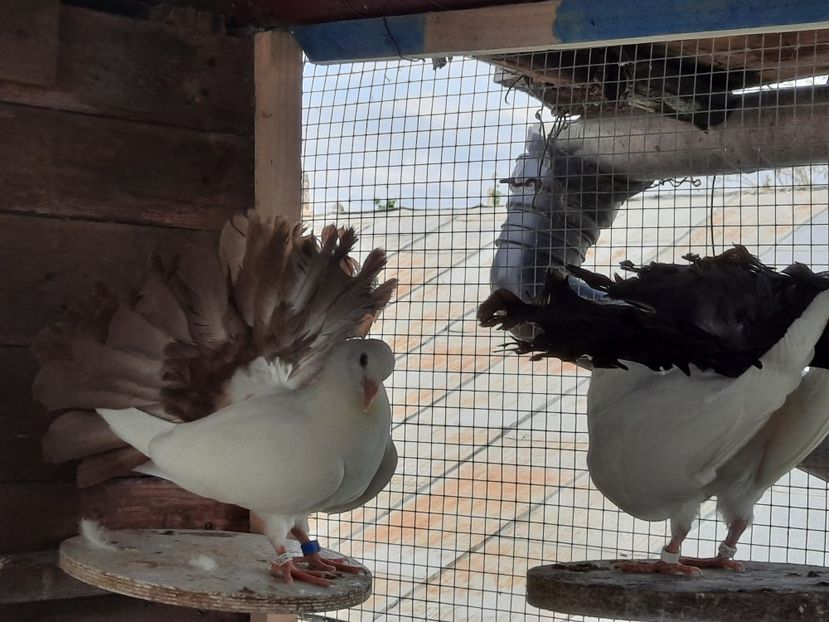  - Voltati albi cu coada neagra și rosie